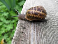 Snail On Wooden Bench Stock Image