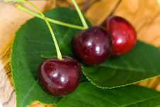 Fresh Sour Cherries , Close Up Royalty Free Stock Image