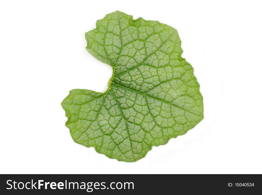 Green leaf with beautiful rib.