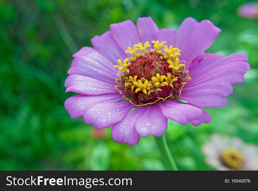 Purple daisy closeup with morning dewdrops. Purple daisy closeup with morning dewdrops