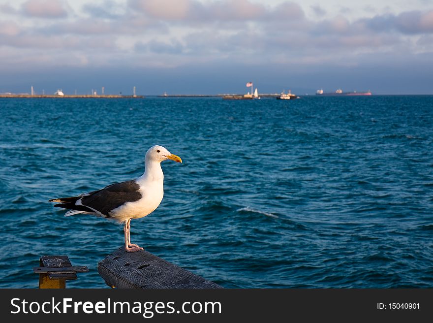 Western seagull at sunset on the Venice Beach pier, California.