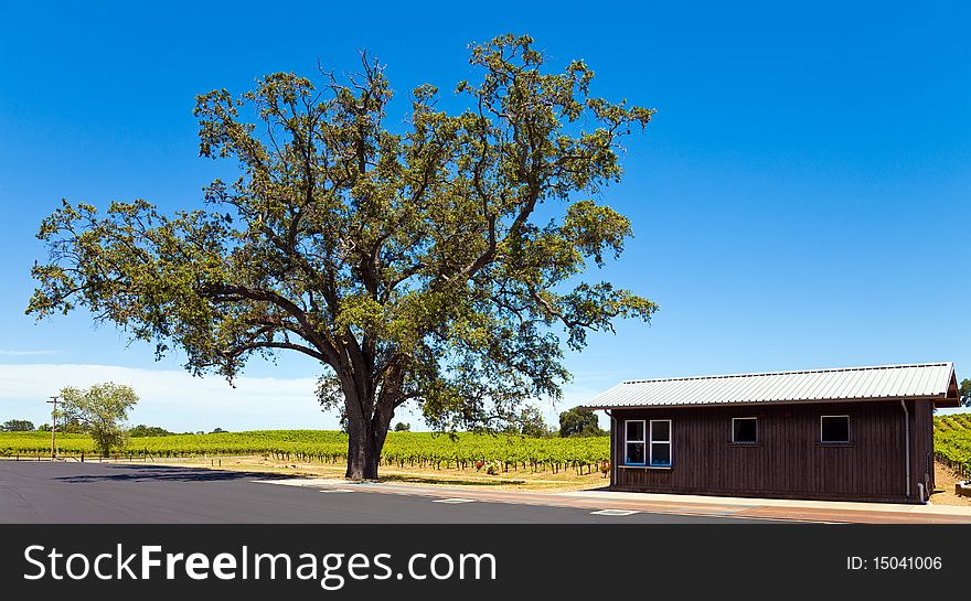 Black oak tree and wooden shack near a vineyard in California. Black oak tree and wooden shack near a vineyard in California.