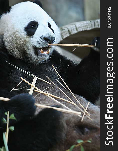 A Giant panda eats a bamboo stalk. Taken from chiangmai zoo Thailand. A Giant panda eats a bamboo stalk. Taken from chiangmai zoo Thailand