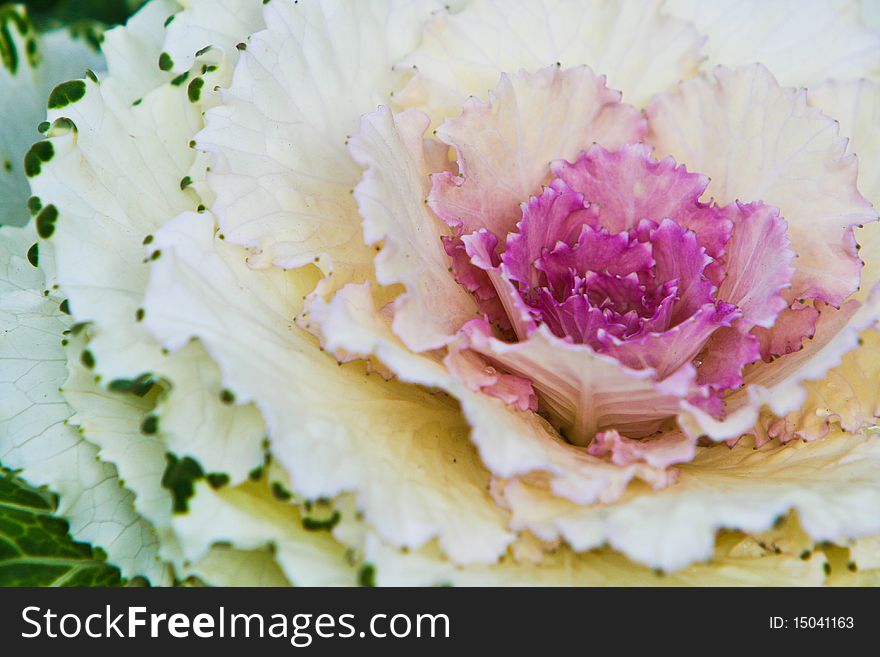 Decorative cabbage in blossom Taken from garden at Doi Ang Khang, Chiang Mai, Thailand. Decorative cabbage in blossom Taken from garden at Doi Ang Khang, Chiang Mai, Thailand.