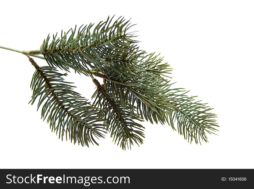 Fir branch to Christmas decoration. Fir branch to Christmas decoration