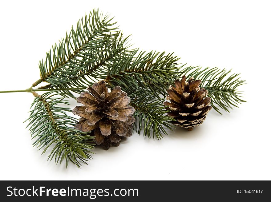 Fir branch to Christmas decoration. Fir branch to Christmas decoration
