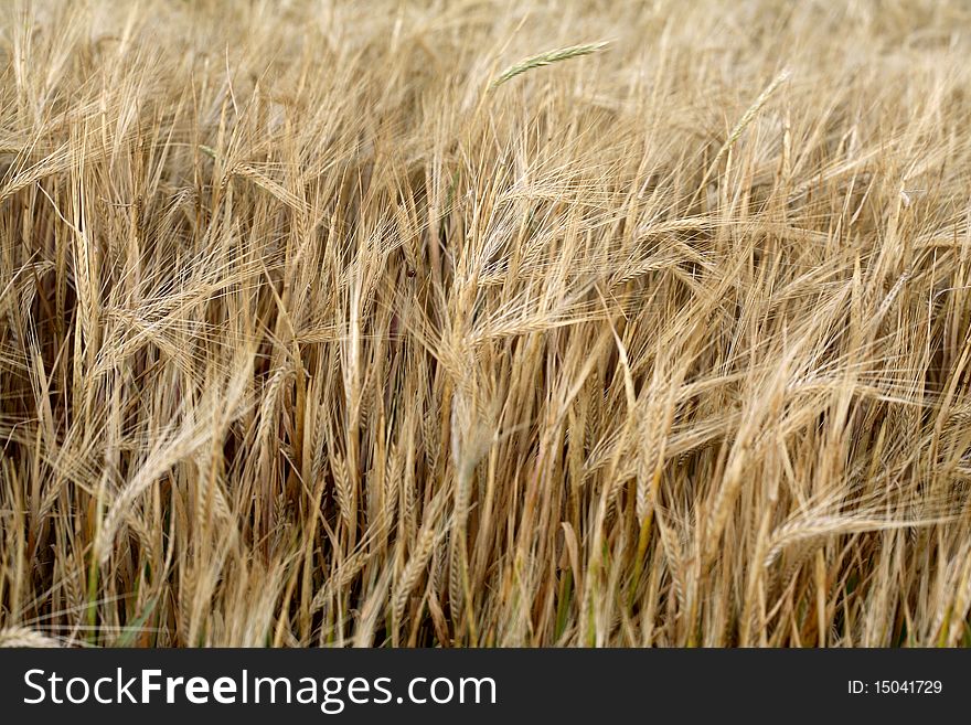 Sunset over field with green grass background