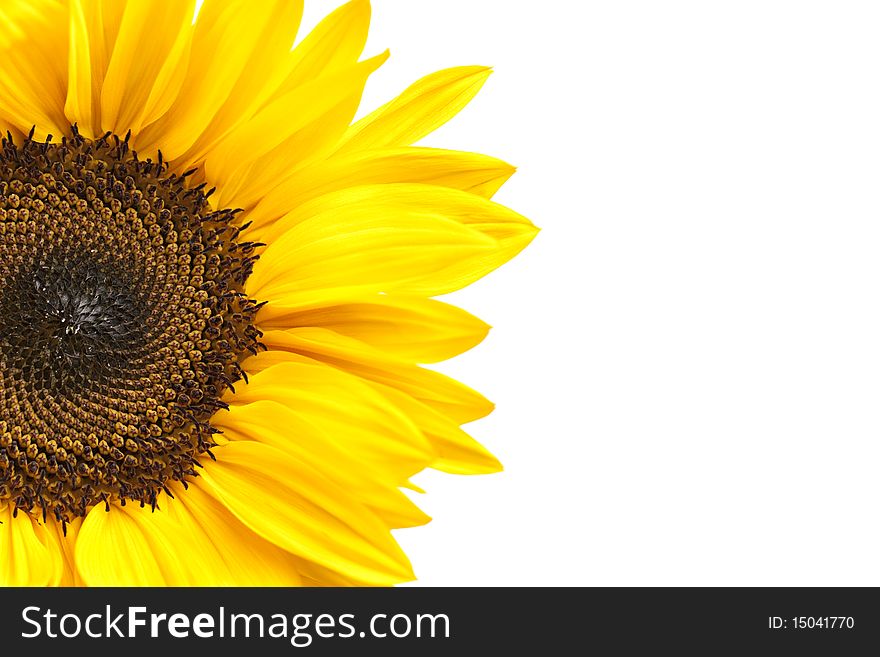 Partial view of sunflower head isolated on white background. Focus at center of flower.