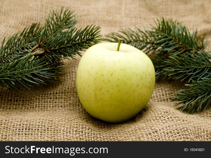 Fir branches with apple