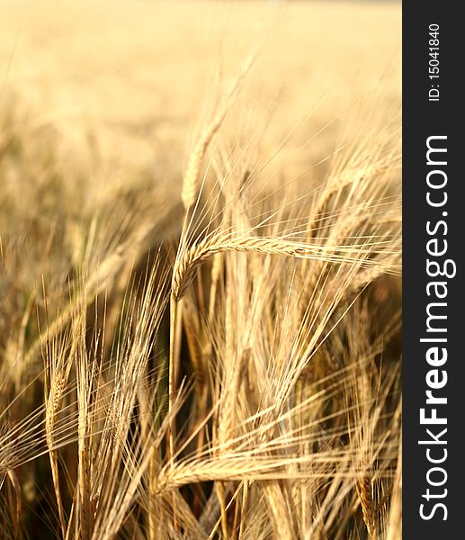 Sunset over field with green grass background