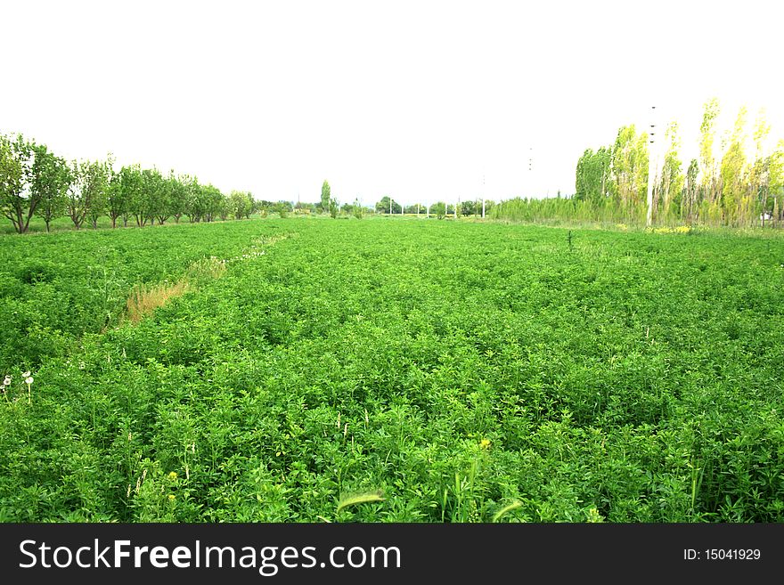 The potato in the green field blossoms background