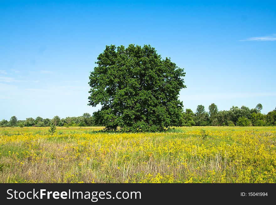 Oak tree in full leaf standing alone in a field in summer against a blue sky.