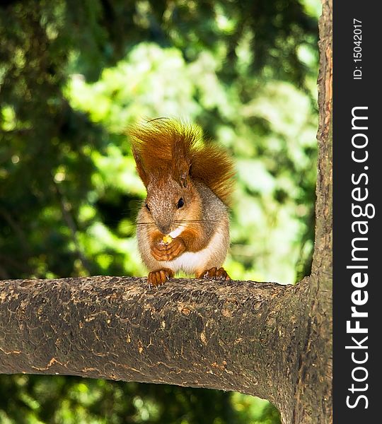 Red squirrel eating a nut