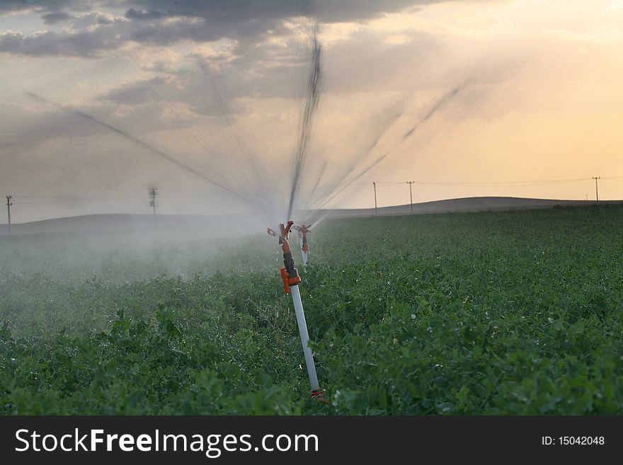 Irrigation sprinklers water a farm field against late afternoon sun