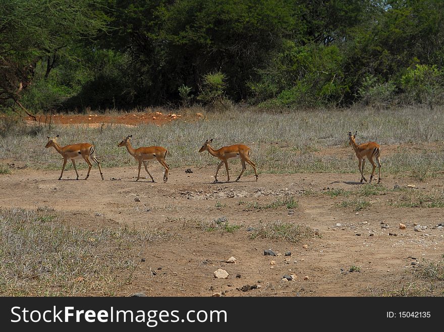 Family of gazelles in the savanna