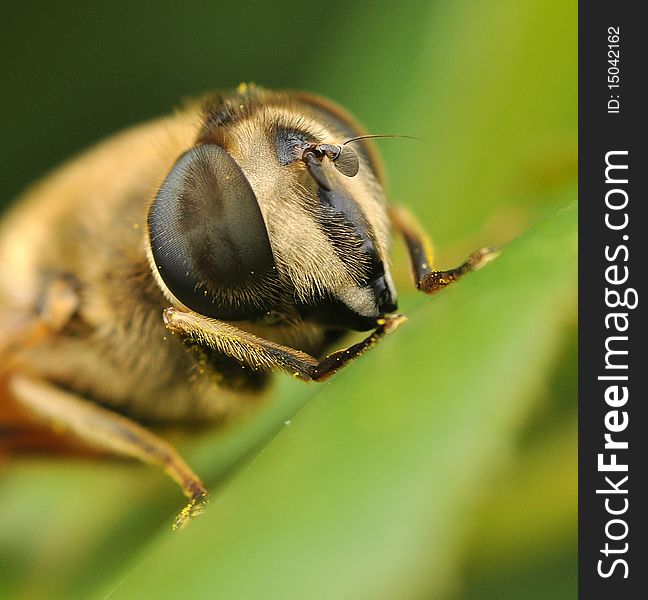 Super close up of bee