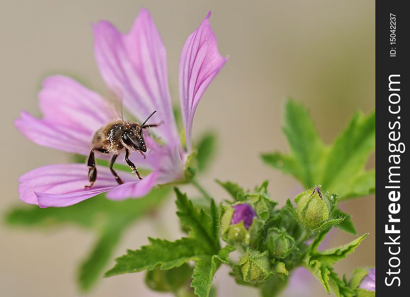 Bee at work on flower. Bee at work on flower