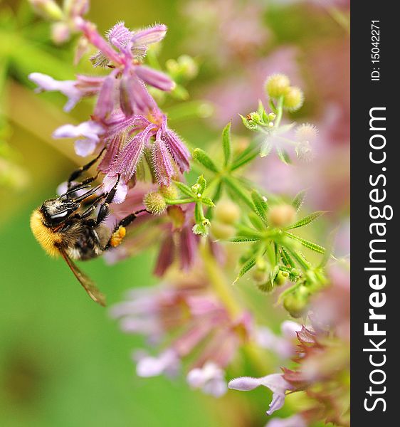 Bee on flower