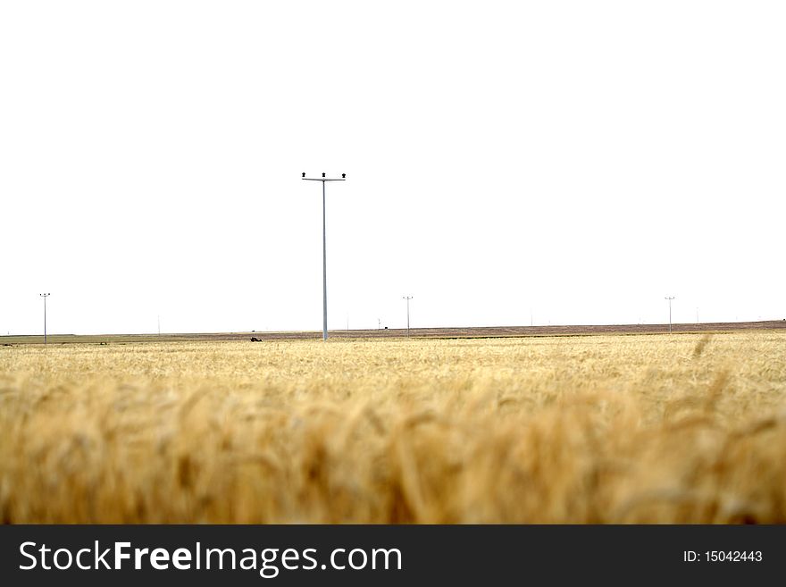 Sunset over field with green grass background