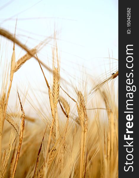 Sunset over field with green grass background