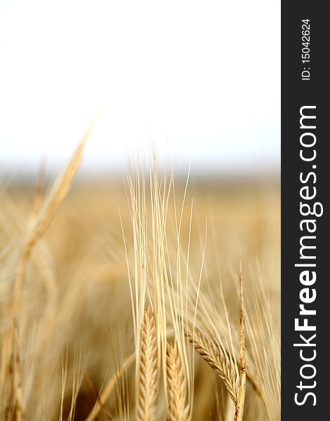 Sunset over field with green grass background