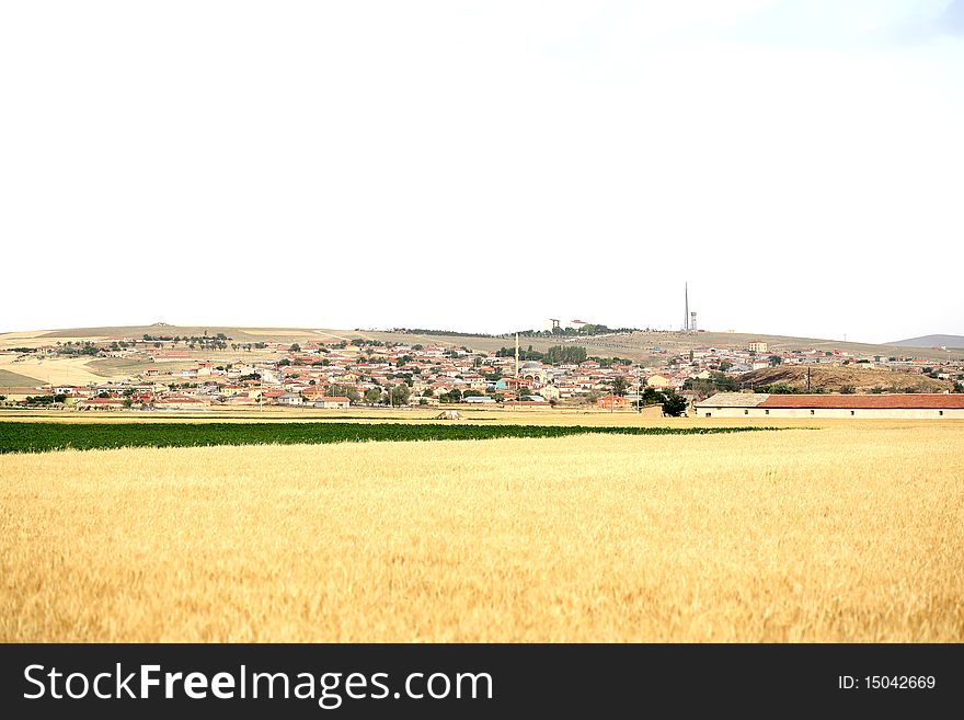 Sunset over field with green grass background