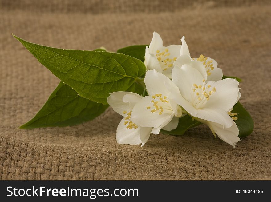 Branch of jasmin on white burlap background. Branch of jasmin on white burlap background