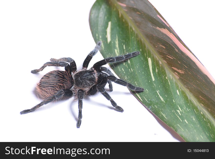 Tarantula isolated on white background.