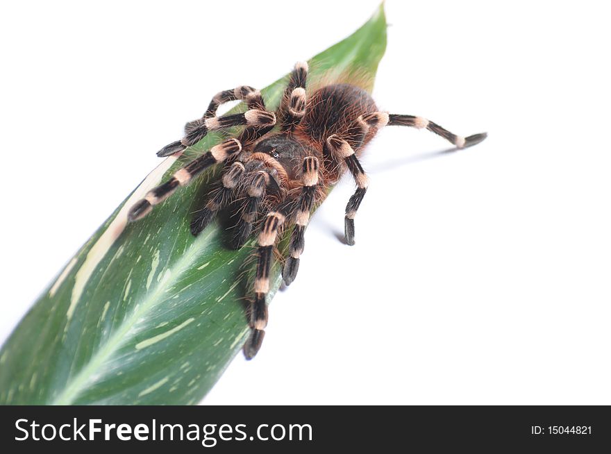 Tarantula isolated on white background.