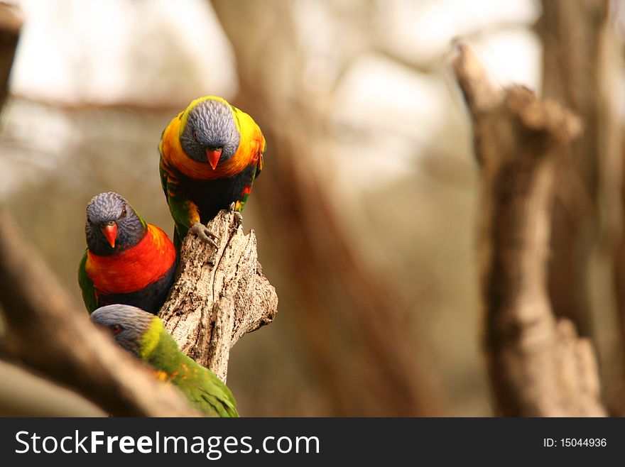 Picture of colorful parrots in a tree