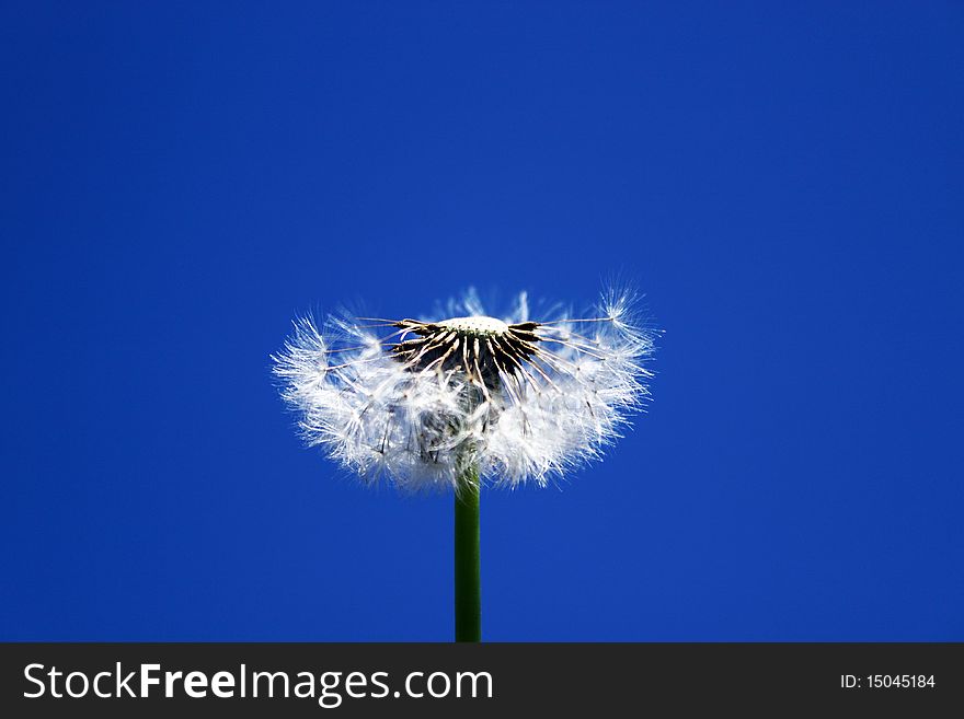 Feathery flower dandelion on background blue sky