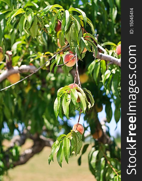 Peaches on the branch in  a field. Peaches on the branch in  a field