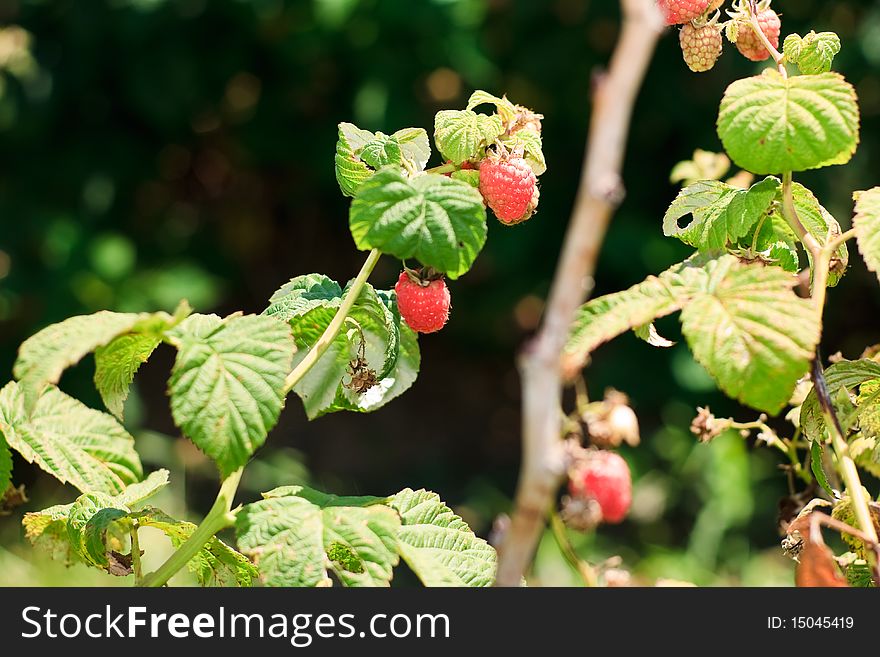 Raspberries On Bush