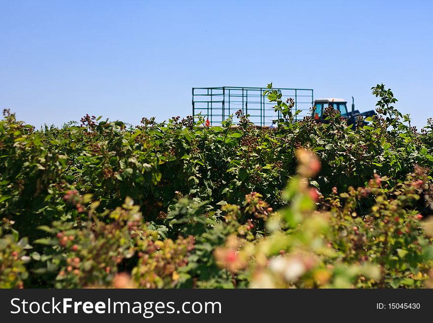 A raspberry field with a tractor in the background