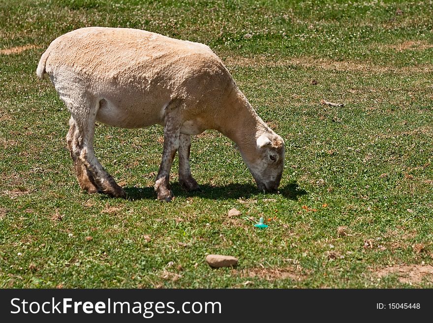 Sheep in a field on a farm