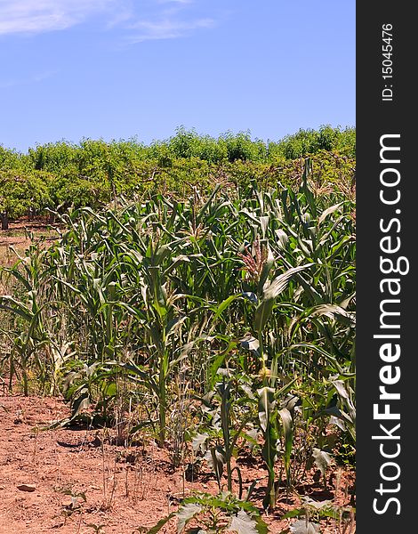 Corn in a summer field. Corn in a summer field