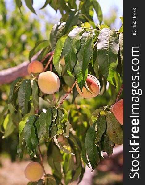 Peaches on a tree in a field
