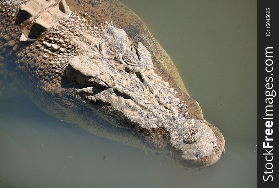 Head shot of Australian Crocodile swimming. Head shot of Australian Crocodile swimming