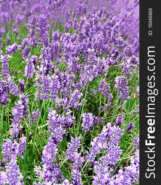 Field of herb lavender