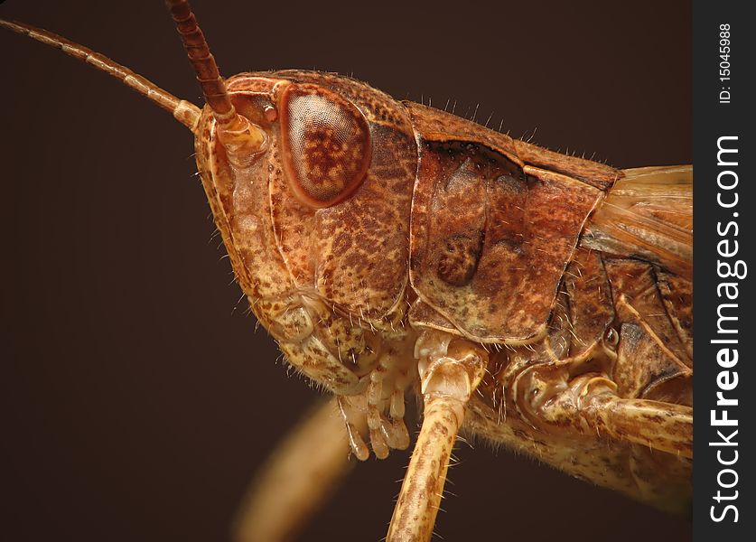 Detailed macro photo of grasshopper. Detailed macro photo of grasshopper