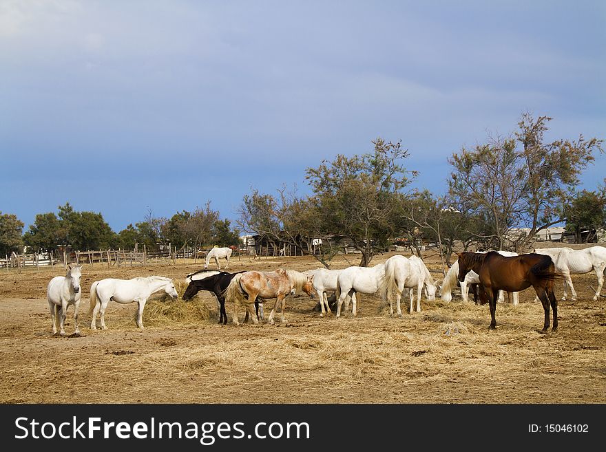 Horses grazing in the countryside