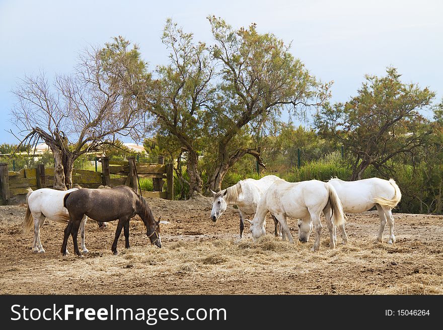 Horses grazing in the countryside