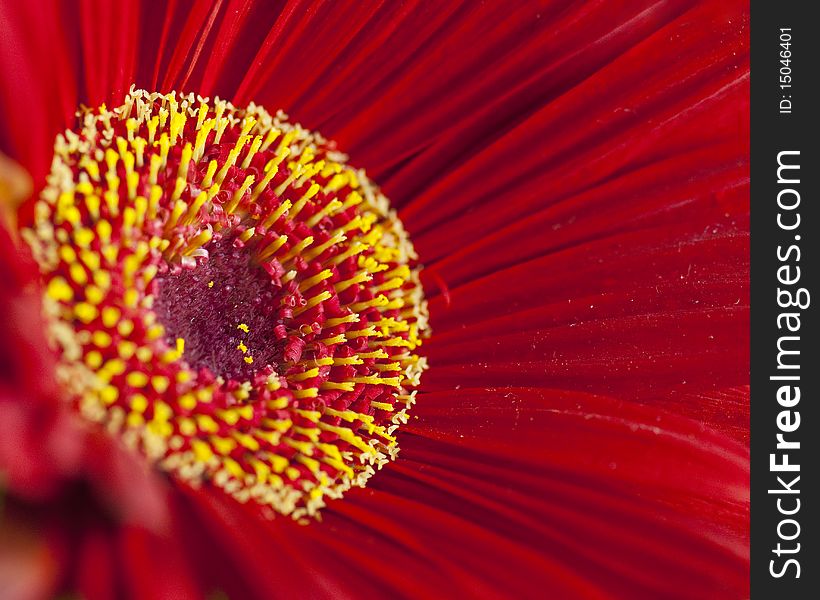 Close-up shot of a red Gerbera daisy. Close-up shot of a red Gerbera daisy