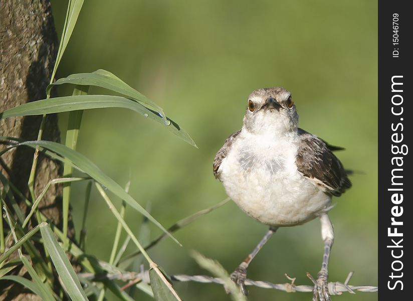 Mockingbird on barb wire