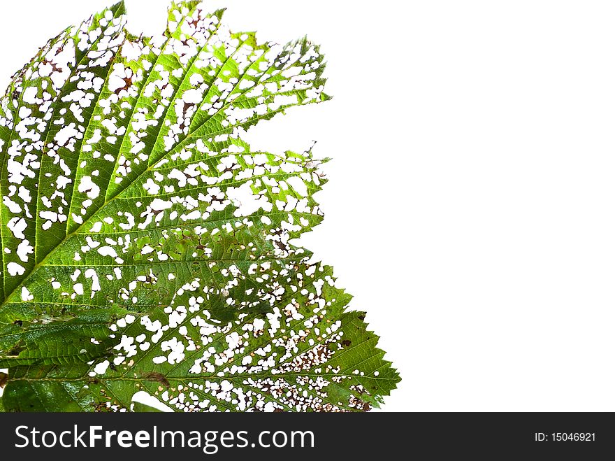 Two eaten leafs isolated on white