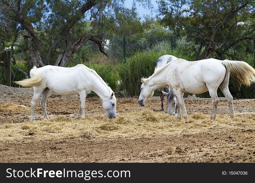 Horses grazing in the countryside