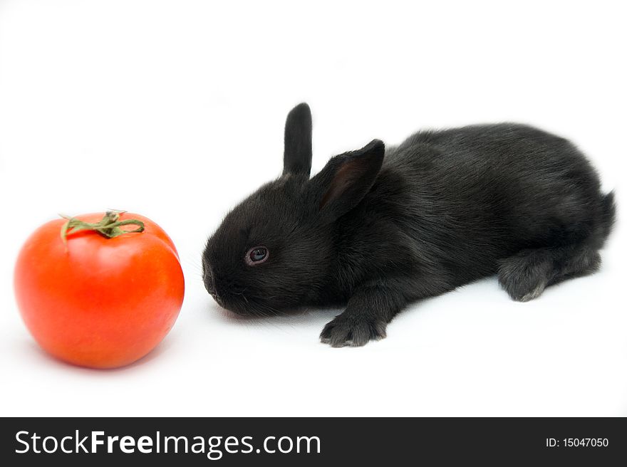 Black small rabbit on white background