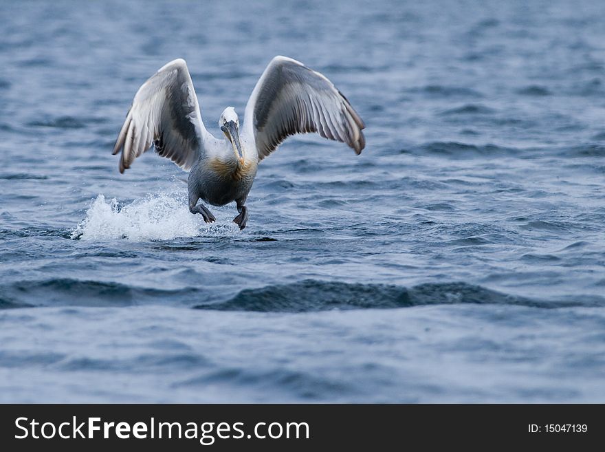 Dalmatian Pelican taking off from water