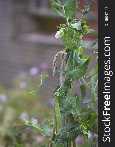 Organically growing peas. A flowering pea plant set to the right of image on a portrait format with visible pea pods, leaving room for copy to left of image. Soft focus pink and violet flowers to the background.