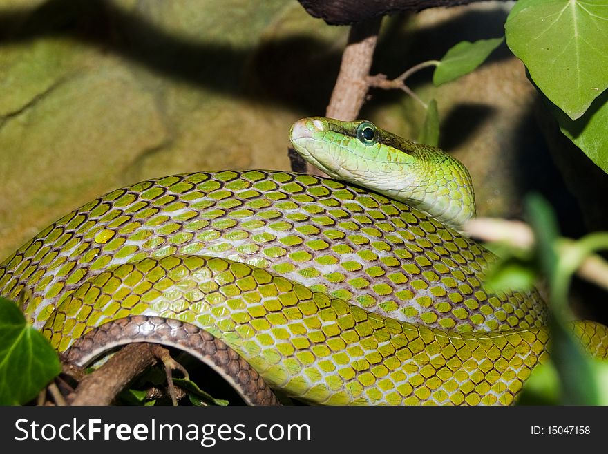Red Tailed Green Ratsnake on a branch